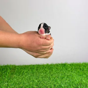 Ausztrál juhászkutya - Cash