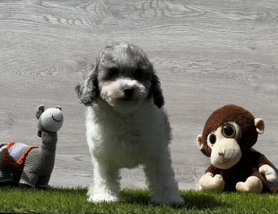 Poodle Toy - Xippe