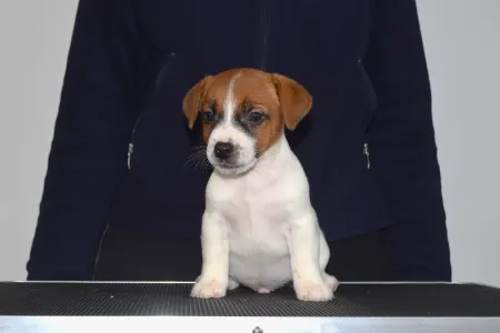 Jack Russell Terrier - Gold Leash Utamaro