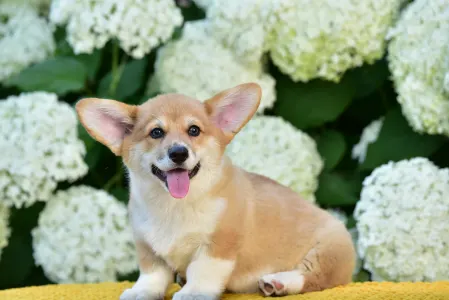 Welsh Corgi Pembroke - Gingers Heritage Lord Aeron