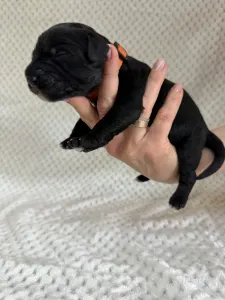 Portugalský vodní pes - Bailey