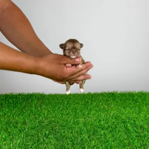 Chihuahua - Kanja