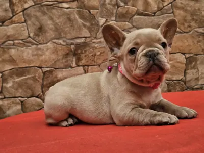 Französische Bulldogge - Dóri