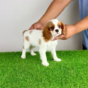 Cavalier King Charles Spaniel - Zelina