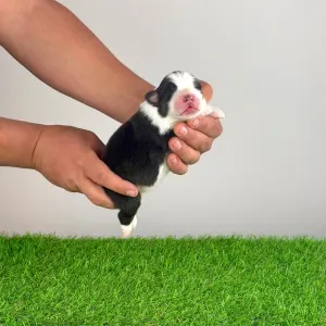 Australian Shepherd - Eldorado