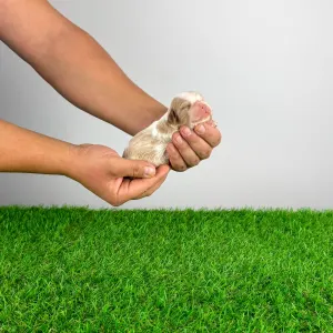 Cavalier king Charles spaniel - Chagall