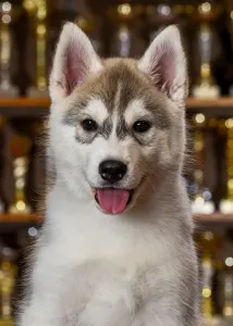 Szibériai husky - Saint Michael Island Impossible But Not For Me 