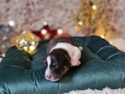 Australský ovčák - Daikoku