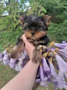 Yorkshire Terrier - Shazam