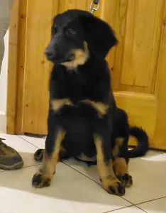 Hovawart - Buda Side Caroll Christmas 