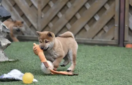 Shiba - Bravados Chiemi