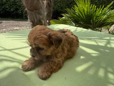 Maltipoo - Narancs