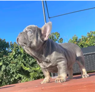 Французский бульдог - Mirjam