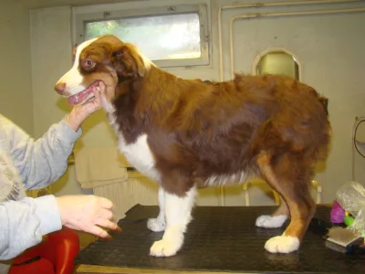 Berger australien - Cool Chokolate Baby