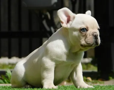 Französische Bulldogge - Lui