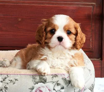 Cavalier King Charles Spaniel - Benetton 