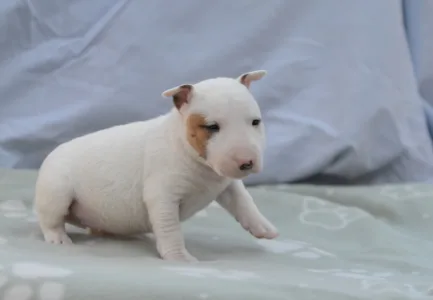 Bullterrier pitic - Laka