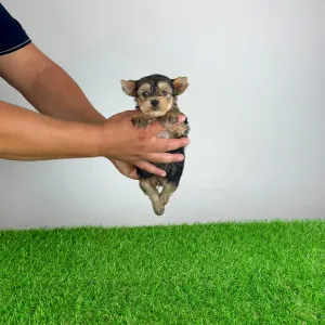 Yorkshire Terrier - Error 