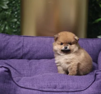 Померанский шпиц - Dominic💜