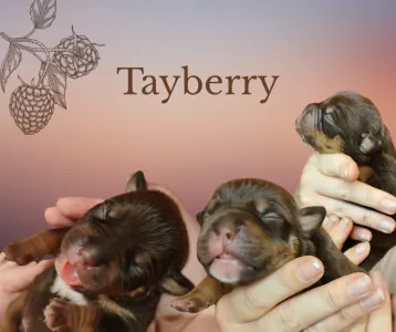 Aмериканский булли - стандарт - Tayberry