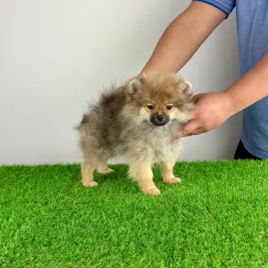 German Pomeranian Spitz - Onita