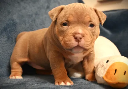 Amerikai Bully - Pocket - Zoey