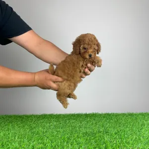 Poodle Toy - Remy