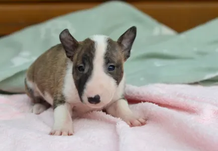Bull terrier miniature - Kendy