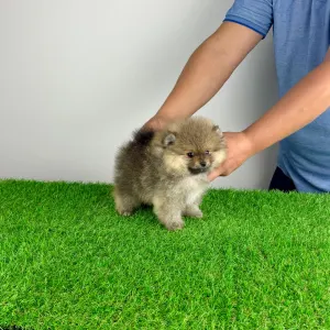 Померанский шпиц - Patina