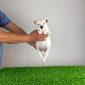 West Highland White Terrier - Just