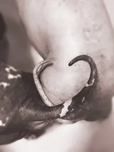 Amerykański nagi terier - Shiny Dog 