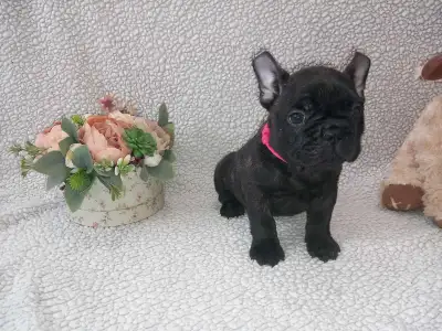 Bouledogue français - Miora Frenchie Norma Jane