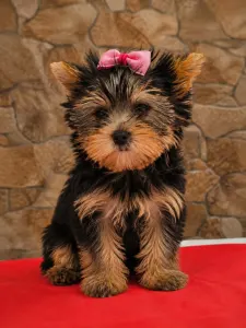 Yorkshire Terrier - Lédy