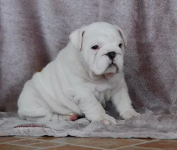 Angol bulldog - Rengőhegyi-ormán Diana