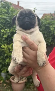 Carlino - Aysha