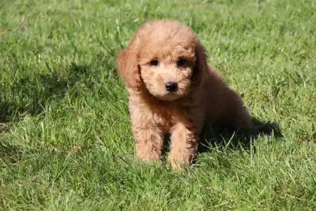 Goldendoodle - Monica