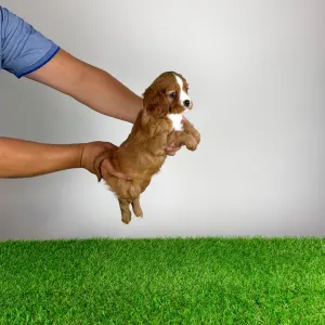 Cavalier King Charles Spaniel - Wendelin