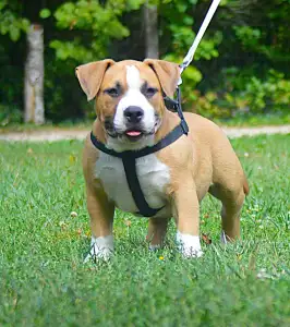 American Bully - Pocket - Artur