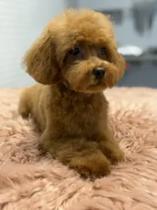 Zwergpudel - Felicitas ( Toy )