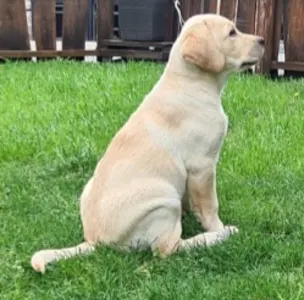 Labrador Retriever - Bob