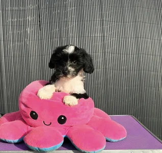 Terrier tibétain - Lupita
