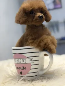 Caniche Toy - T-Rex(teacup)