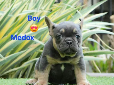 Bulldog francese - Medox