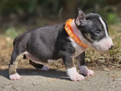 Miniatűr bullterrier - Petra