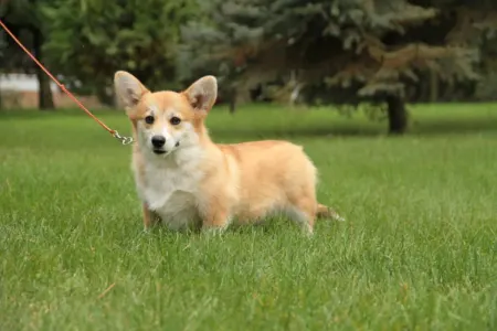 Welsh Corgi Pembroke - Ginger’s Heritage Duke Skyborne