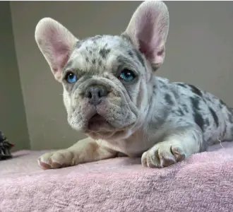 French Bulldog - Anastasia