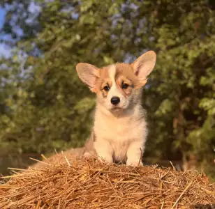 Pembroke Welsh Corgi - Cornelius