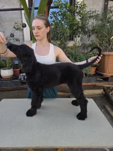 Afghan Hound - Abelzar Zahra