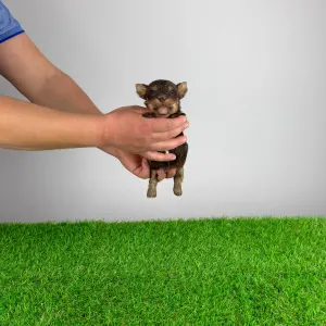 Yorkshire Terrier - Melac