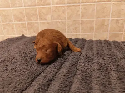 Poodle Miniature - Sheldon